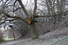 Hainburg - Braunsberg, bird fatten station