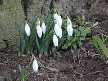 Hainburg - Braunsberg, Galanthus nivalis
