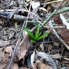 Hainburg - Braunsberg, Ornithogalum sp.