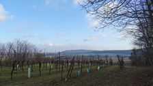 Hainburg - Braunsberg, view to Königswarte