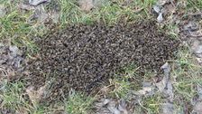 Hainburg - Braunsberg, dead bees