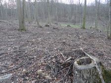 Braunsberg, forest devastation