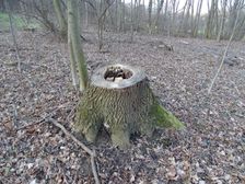 Braunsberg, forestry