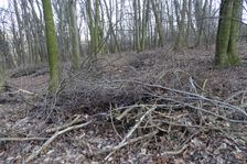 Braunsberg