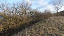 Braunsberg
