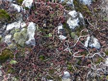 Braunsberg, rock vegetation with Sedum album & Sedum sexangulare