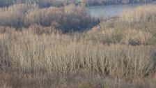 Braunsberg, NP Donauauen
