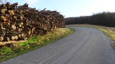 Braunsberg