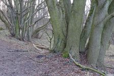Braunsberg