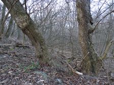 Braunsberg