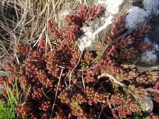 Braunsberg, Sedum album