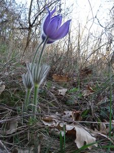 Braunsberg, Pulsatilla grandis