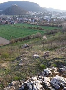 Braunsberg