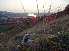 Braunsberg, Stipa capillata