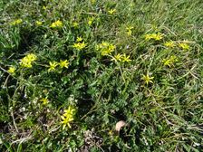 Hainburg - Braunsberg, Gagea pratensis