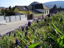 Hainburg - Braunsberg; Muscari neglectum