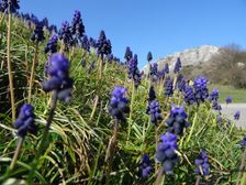 Hainburg - Braunsberg; Muscari neglectum