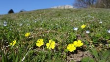 Hainburg - Braunsberg; Potentilla incana, Veronica persica