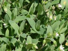 Hainburg - Braunsberg; Holosteum umbellatum