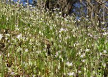 Braunsberg; Holosteum umbellatum