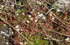 Braunsberg, Saxifraga tridactylites