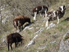 Braunsberg, wild living sheep