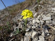 Braunsberg, Alyssum montanum