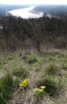 Braunsberg, Adonis vernalis