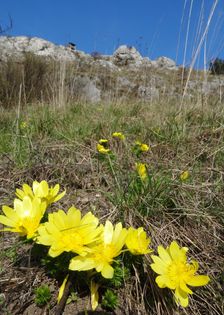 Braunsberg, Adonis vernalis