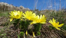 Braunsberg, Adonis vernalis