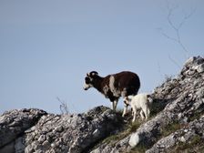 Braunsberg, wild living sheep