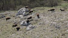 Braunsberg, wild living sheep