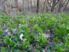 Braunsberg, Corydalis cava, Mercurialis perennis