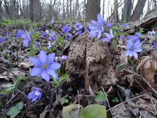 Braunsberg, Hepatica nobilis