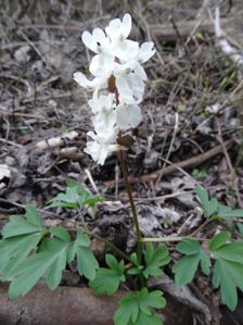 Braunsberg, Corydalis cava