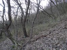 Braunsberg