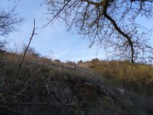 Braunsberg