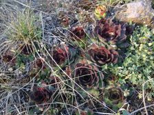 Braunsberg, Sempervivum tectorum
