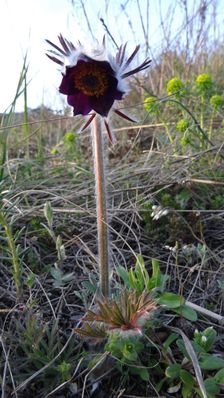 Braunsberg, Pulsatilla pratensis