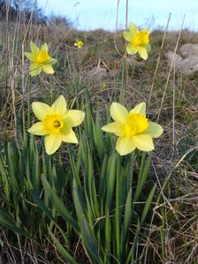 Braunsberg, Narcissus sp.