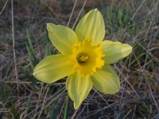 Braunsberg, Narcissus sp.
