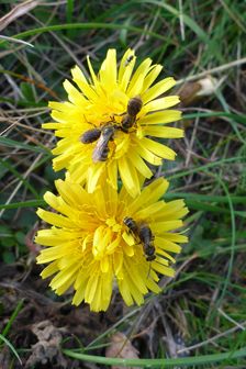 Hundsheimer Berg, bees on Taraxacum serotinum