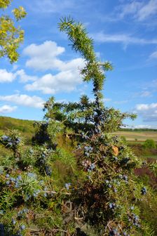 Hundsheimer Berg, Juniperus communis