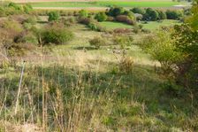 Hundsheimer Berg, Chrysopogon gryllus in the foreground