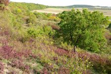Hundsheimer Berg