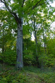 Hundsheimer Berg