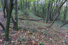 Hundsheimer Berg