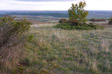 Hundsheimer Berg