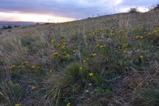 Hundsheimer Berg, Galatella linosyris