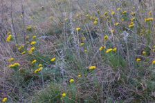 Hundsheimer Berg, Galatella linosyris